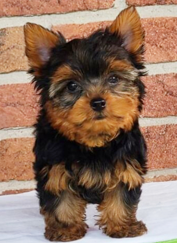 Zade  (Male • 12 weeks)