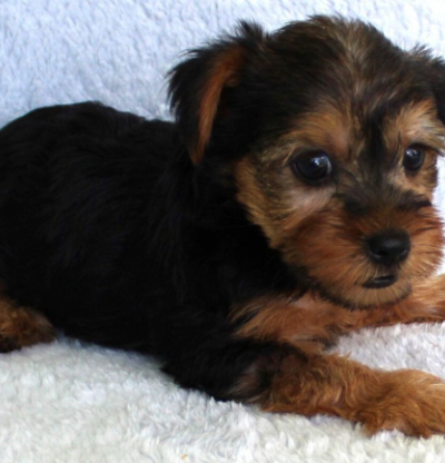 Patti  (Female • 9 weeks)