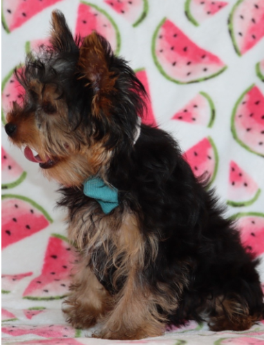 Santos  (Male • 16 weeks)