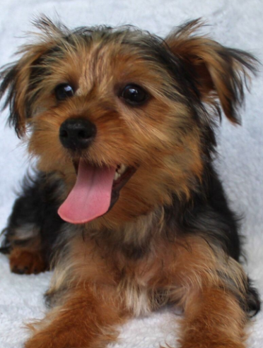 Ramie  (Male • 18 weeks)