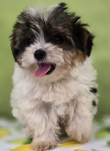 Riley  (Male • 11 weeks)