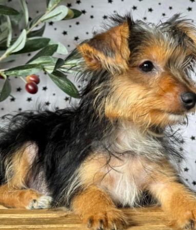 Jett  (Male • 15 weeks)