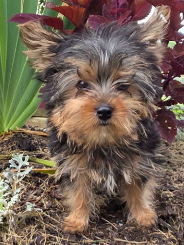 Jason  (Male • 13 weeks)