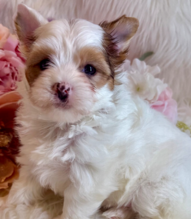 Virma (Female • 7 weeks)