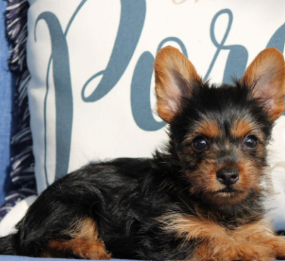 Tyson  (Male • 7 weeks)