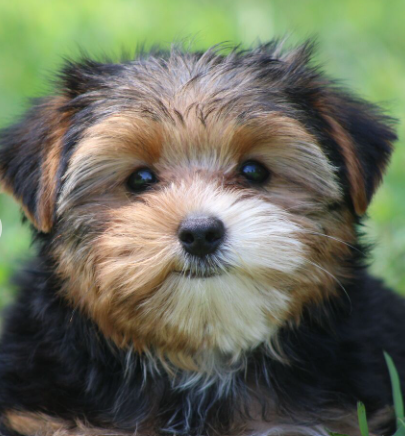 Tedrick  (Male • 12 weeks)