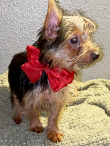 Cooper  (Male • 14 weeks)