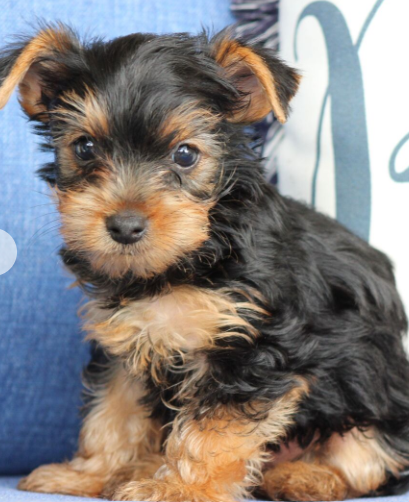 Ty  (Male • 7 weeks)