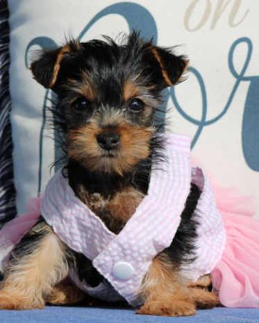 Courtney  (Female • 7 weeks)